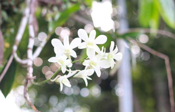 டென்ட்ரோபியம் கிஞ்சியானம்